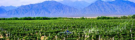 Western China Food & Wine Series - Ningxia Wine Region and Wine Tourism Opportunities